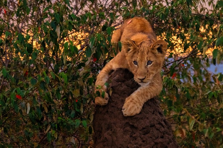 012 Masai Mara.jpg